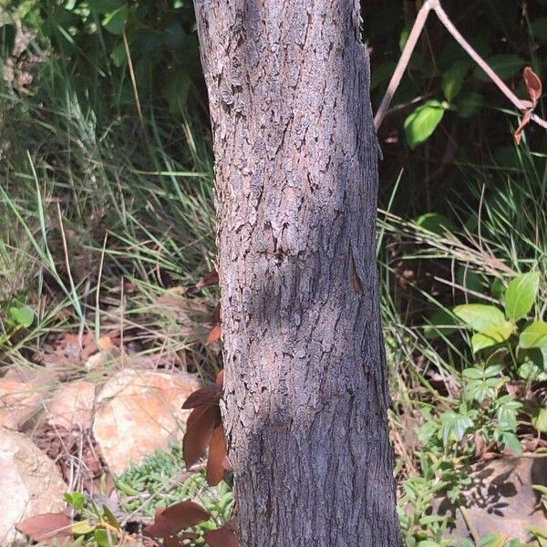 Corymbia ficifolia چھال