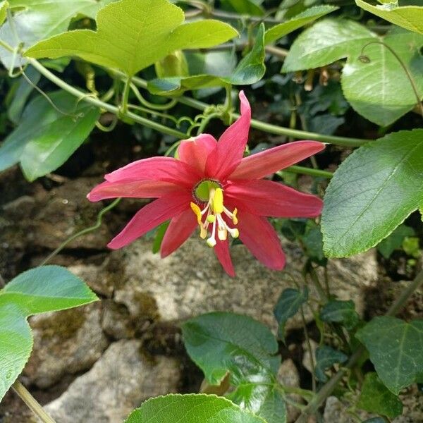 Passiflora manicata Floro