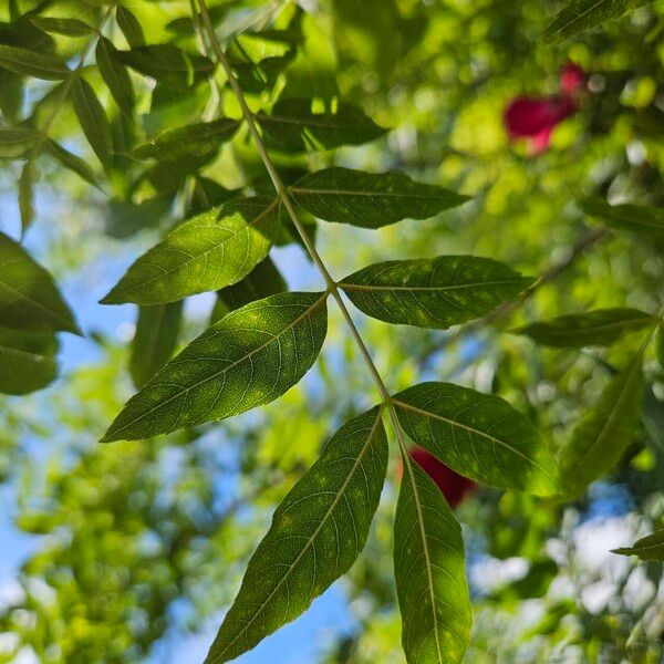 Rosa × odorata 葉