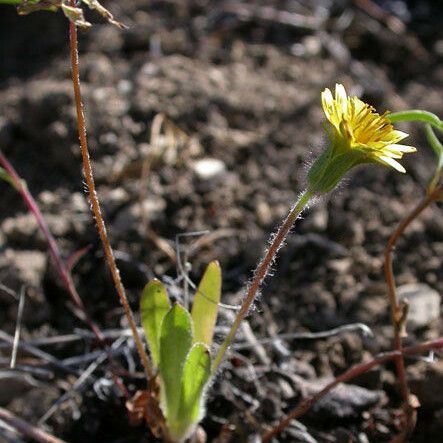 Agoseris heterophylla Natur