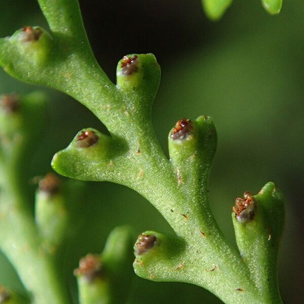 Asplenium theciferum Folha