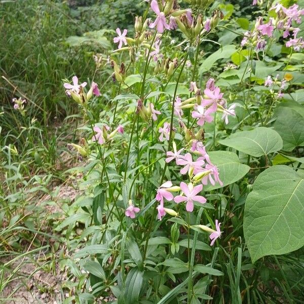 Saponaria officinalis 整株植物