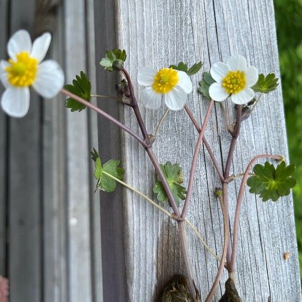 Ranunculus peltatus Flower