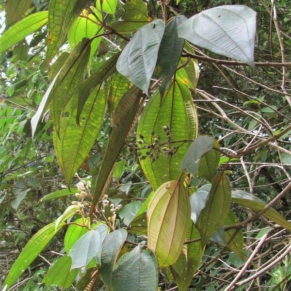 Miconia dodecandra