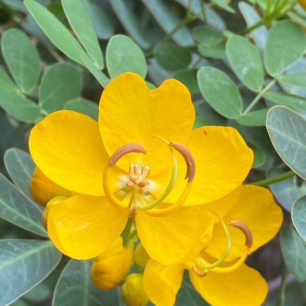 Senna bicapsularis फूल