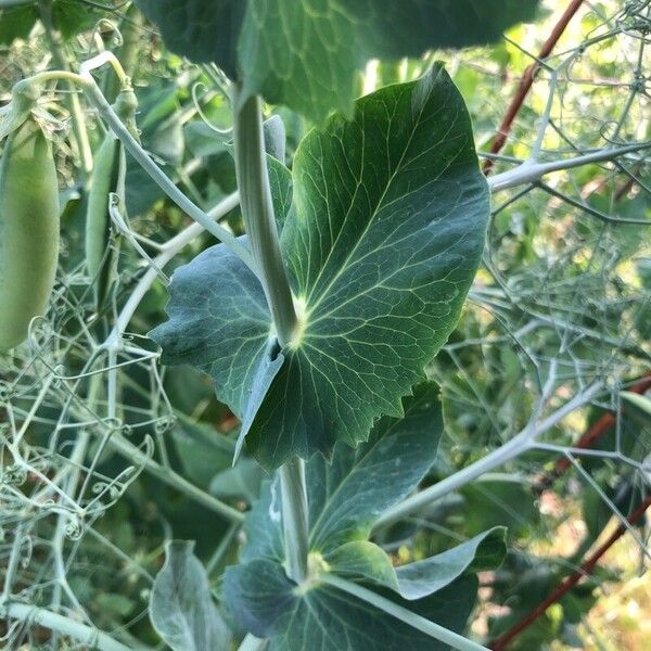 Lathyrus oleraceus Leaf