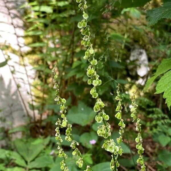 Rumex arifolius Flower