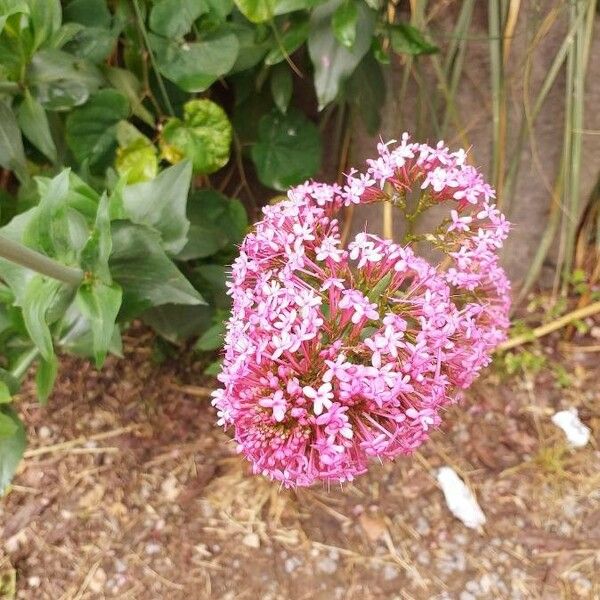 Valeriana rubra 花