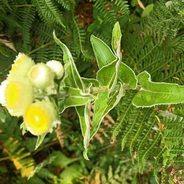 Helichrysum foetidum Habitatea