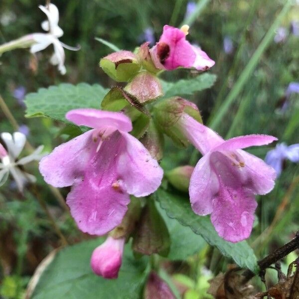 Melittis melissophyllum Lorea