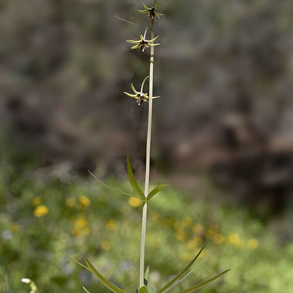 Fritillaria brandegeei Kvet