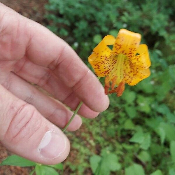 Lilium columbianum Квітка