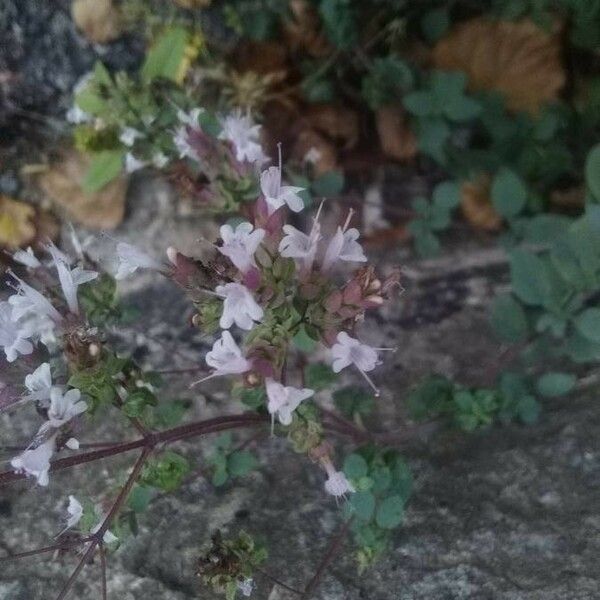 Origanum vulgare Flower