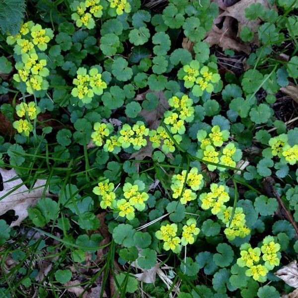 Chrysosplenium alternifolium (Alternate-leaf golden saxifrage)