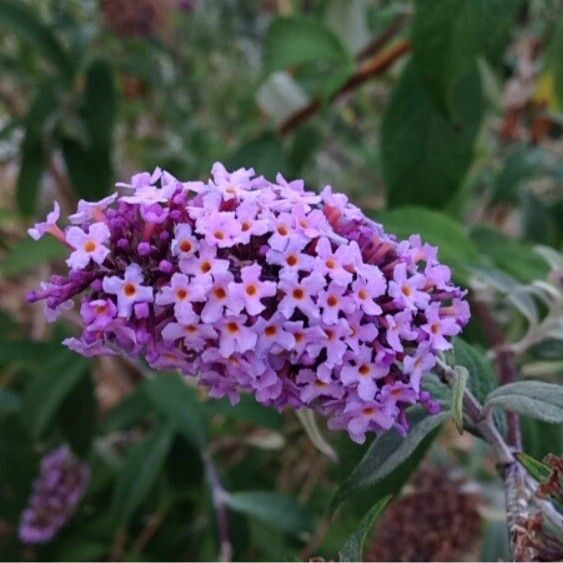 Buddleja davidii Lorea