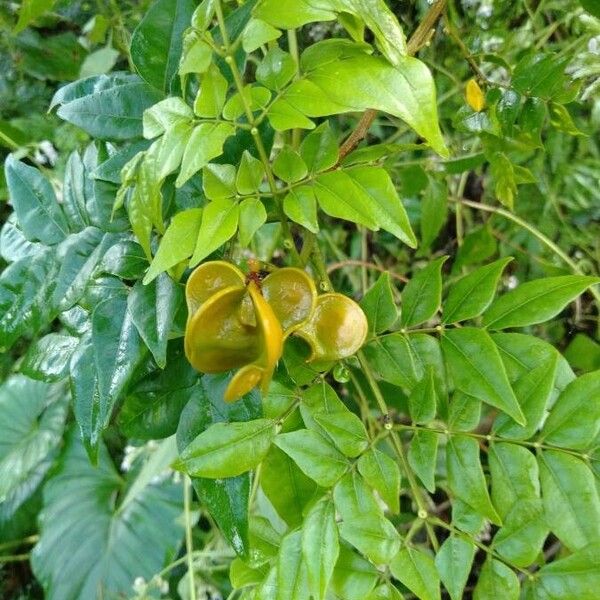Archidendron clypearia Fruit