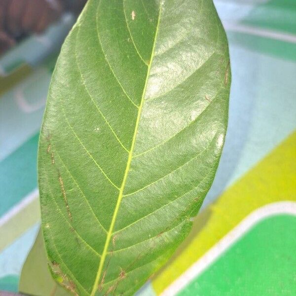 Leaf