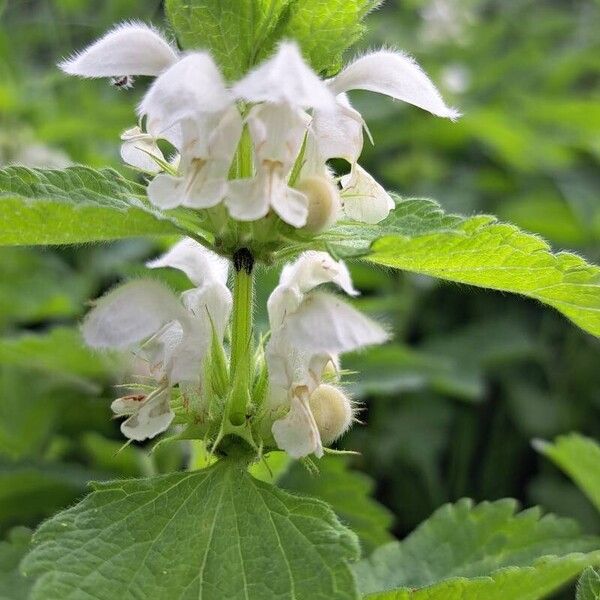 Lamium album Blomst