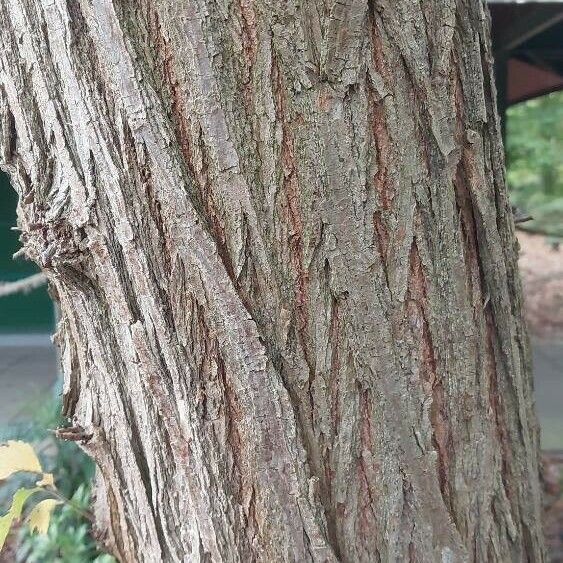 Ulmus pumila പുറംതൊലി