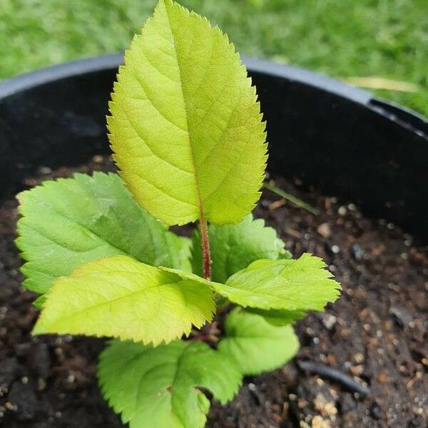 Malus domestica Hoja