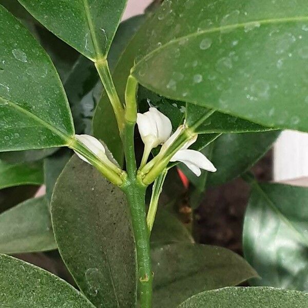 Citrus japonica Cvet