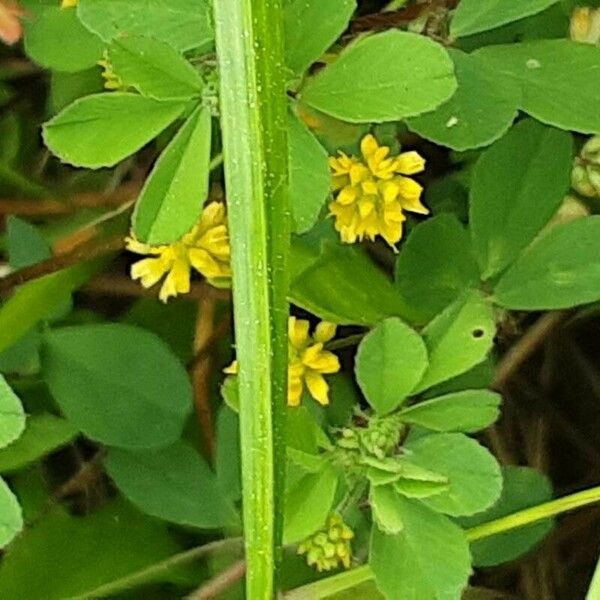 Trifolium dubium Цветок