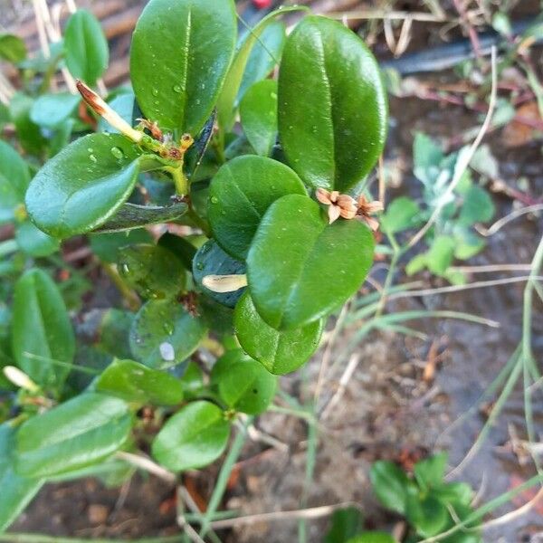 Carissa bispinosa Frunză