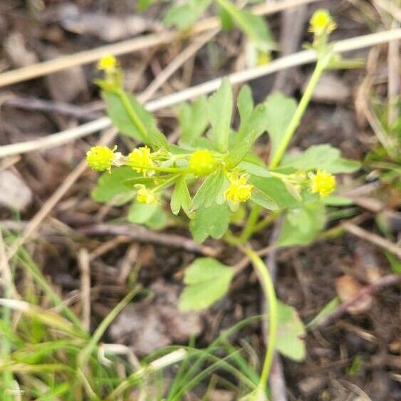 Ranunculus abortivus Flower