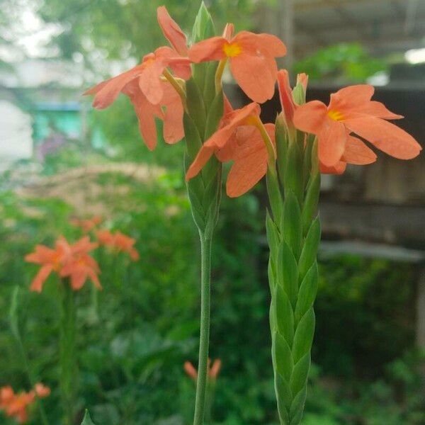 Crossandra infundibuliformis फूल