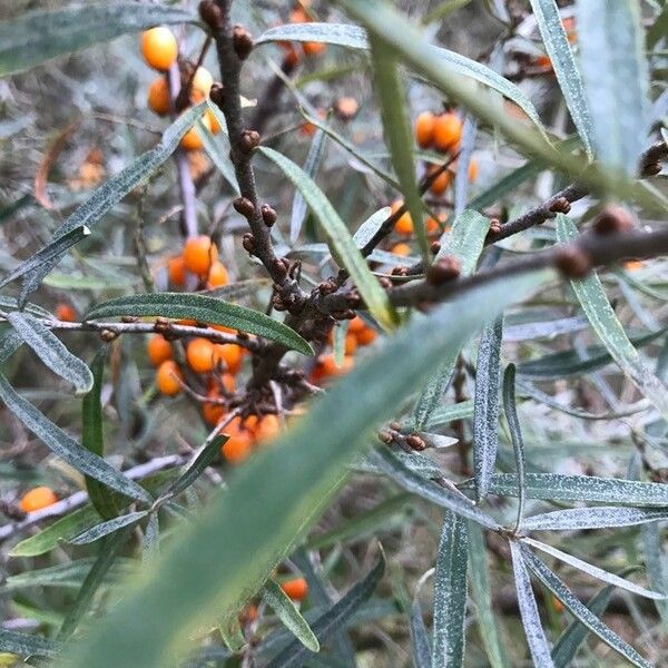 Hippophae rhamnoides Folha