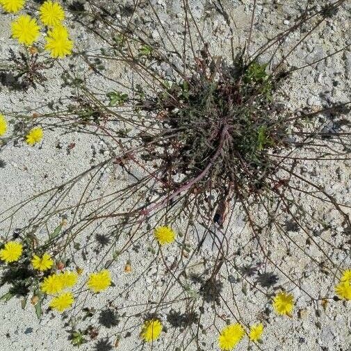 Launaea nudicaulis Habitus