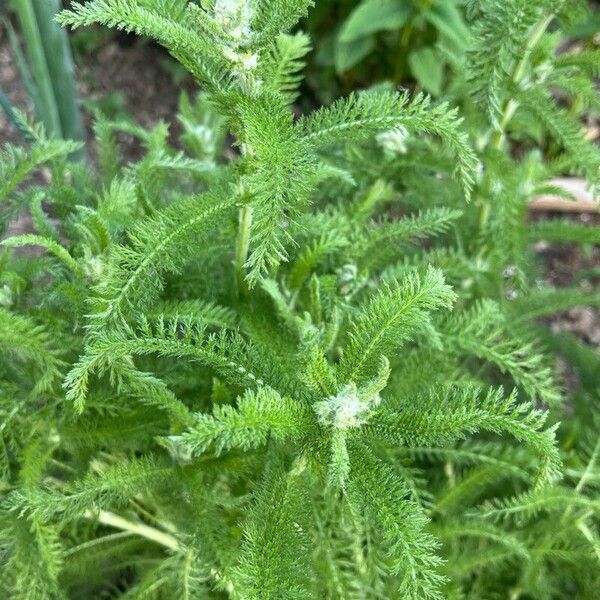 Achillea crithmifolia Leaf