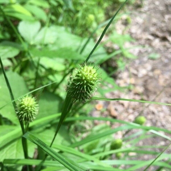 Carex squarrosa 花