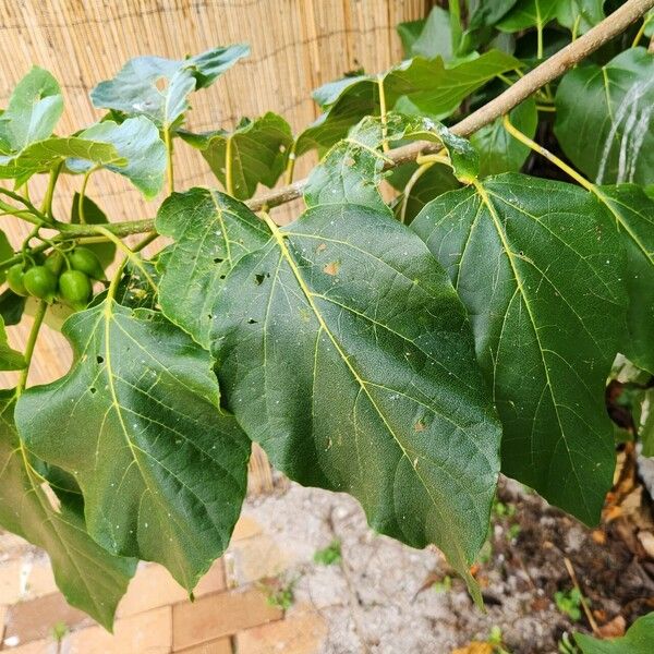 Cordia subcordata Лист