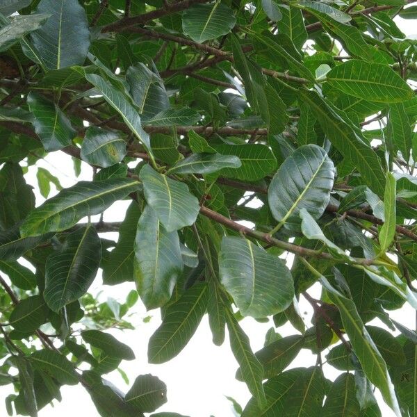 Ficus crocata برگ