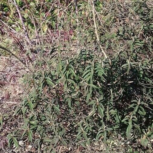 Cistus monspeliensis Habitus