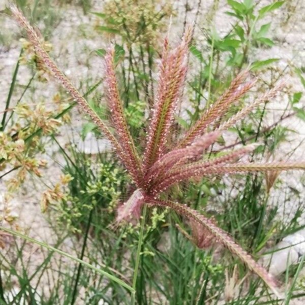 Chloris barbata Fleur