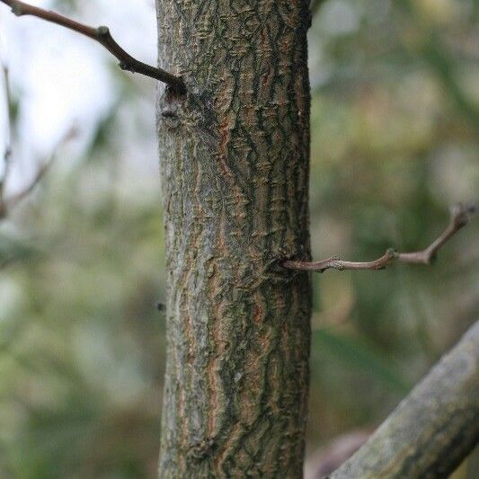 Acacia heterophylla Bark
