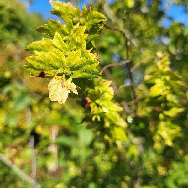 Carpinus caroliniana Vrucht