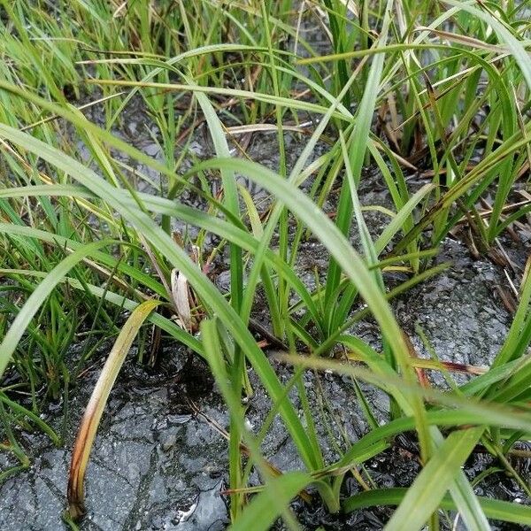 Eriophorum vaginatum পাতা