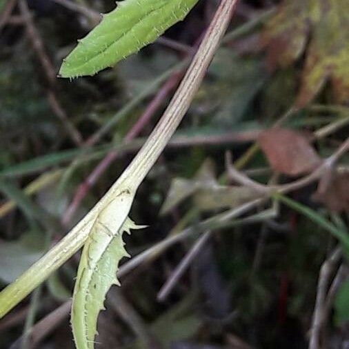 Scorzonera hispanica Leaf