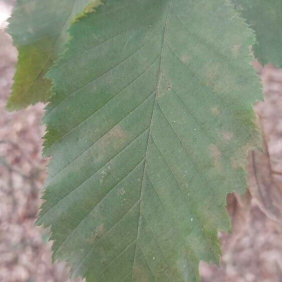 Ostrya carpinifolia Liść