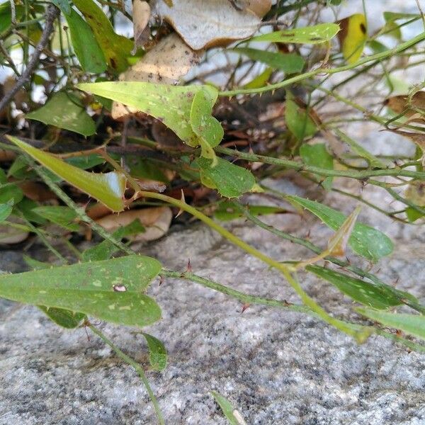 Smilax aspera Blad