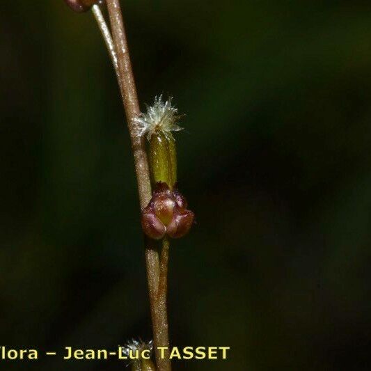 Triglochin palustris Flower