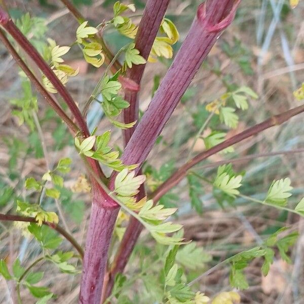 Peucedanum alsaticum Bark