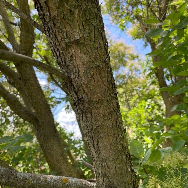 Cotinus obovatus 樹皮