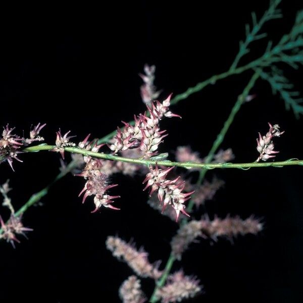 Tamarix chinensis Flower