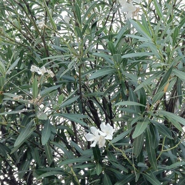 Nerium oleander ᱥᱟᱠᱟᱢ