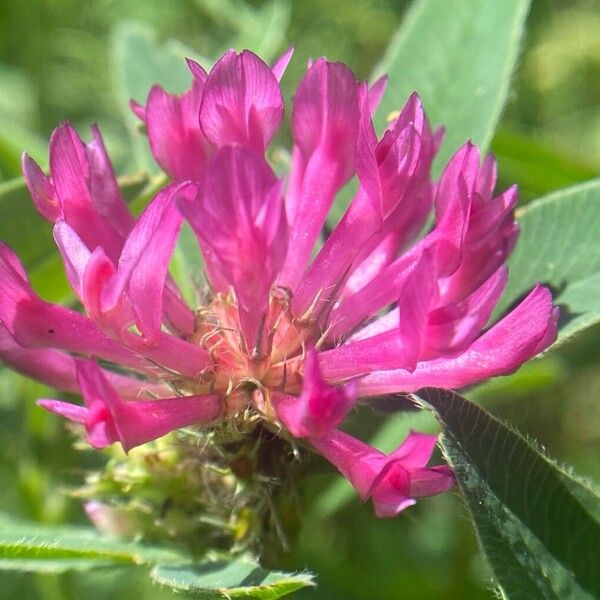 Trifolium medium Blüte