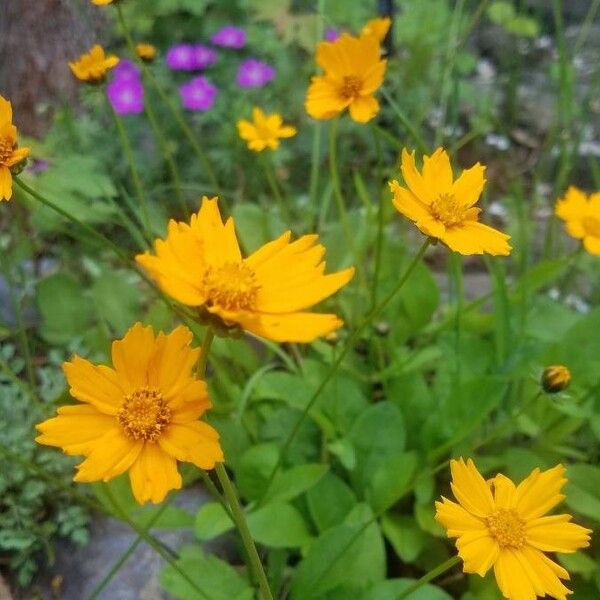 Coreopsis auriculata Flower